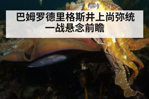 巴姆罗德里格斯井上尚弥统一战悬念前瞻